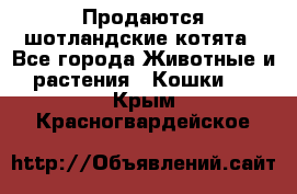 Продаются шотландские котята - Все города Животные и растения » Кошки   . Крым,Красногвардейское